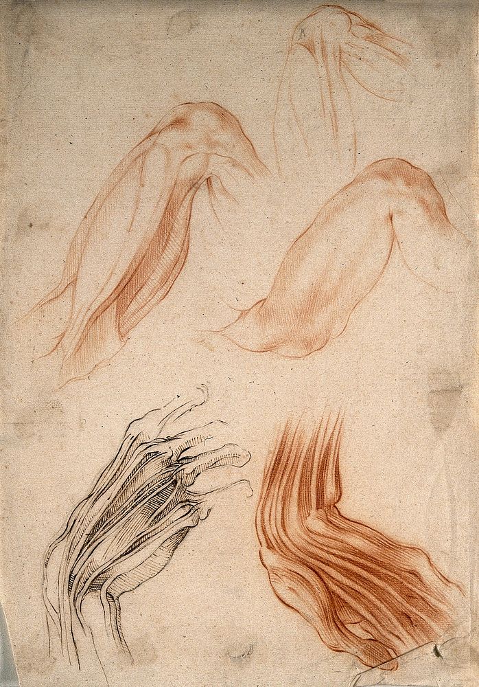 Three figures of the upper arm (above); two figures of the hand showing bones and tendons (below). Red-chalk drawing with…