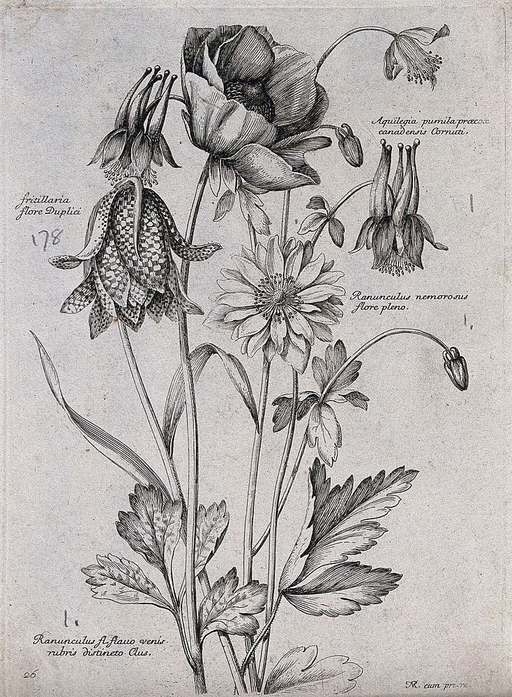 Four plants, including a fritillary (Fritillaria) and a wood buttercup (Ranunculus nemorosus): flowering stems. Etching by…