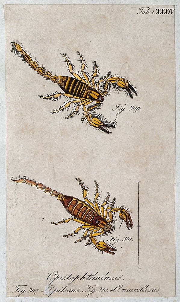 Two scorpions: Opistophthalmus pilosus and Opistophthalmus maxillosus. Coloured engraving.