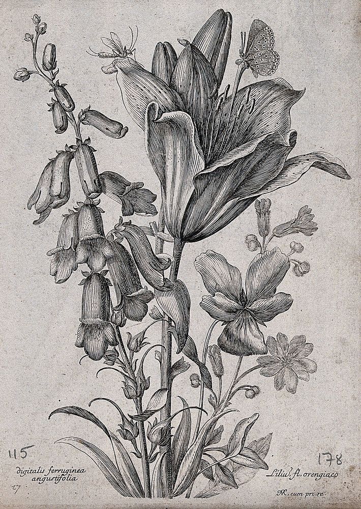 A foxglove (Digitalis purpurea) and orange lily (Lilium bulbiferum): flowering stems with butterfly and other insect.…