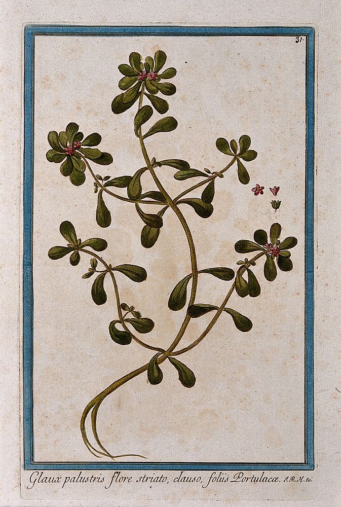 A plant (a species of Primulaceae): entire flowering plant with separate flower sections. Coloured etching by M. Bouchard…