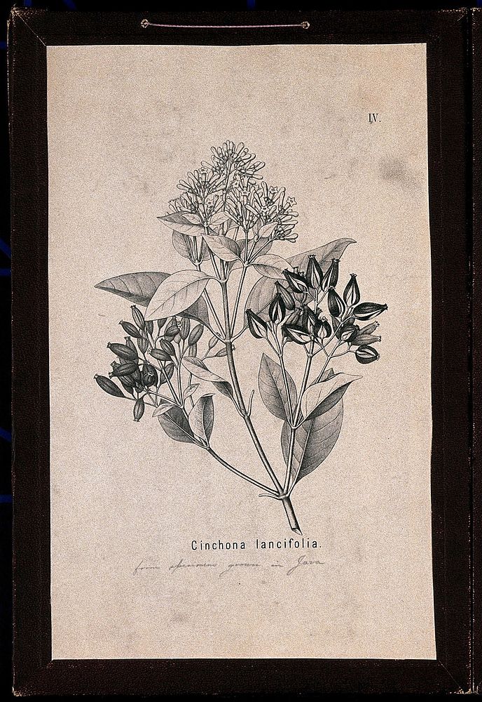 Cinchona plant (Cinchona lancifolia): flowering and fruiting stem. Lithograph, c. 1883.