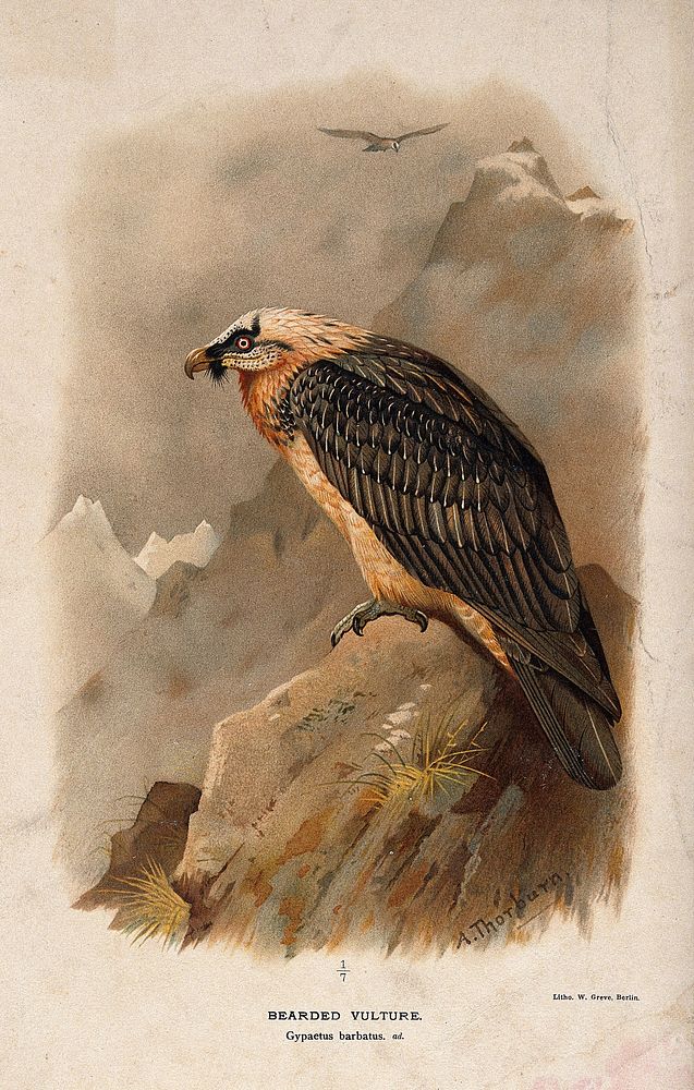 A bearded vulture (Gypaetus barbatus). Chromolithograph by W. Greve after A. Thorburn, ca. 1885.
