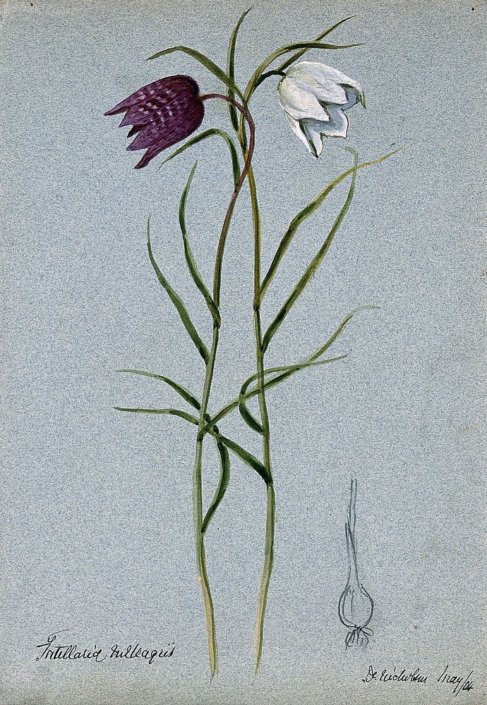 Snake's head or guinea flower (Fritillaria meleagris): flowering stems and bulb. Watercolour, 1904.