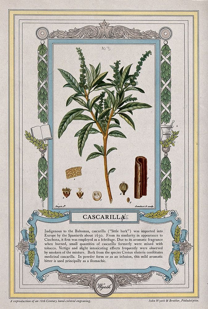 Cascarilla bark plant (Croton eluteria): flowering stem, bark and floral segments. Colour halftone after J. Lambert, c.…