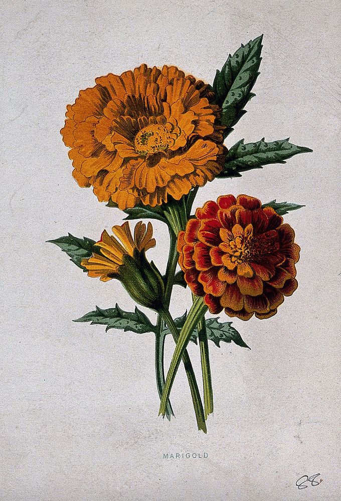 A marigold (Tagetes species): flowers and leaf. Chromolithograph, c. 1879, after F. Hulme.