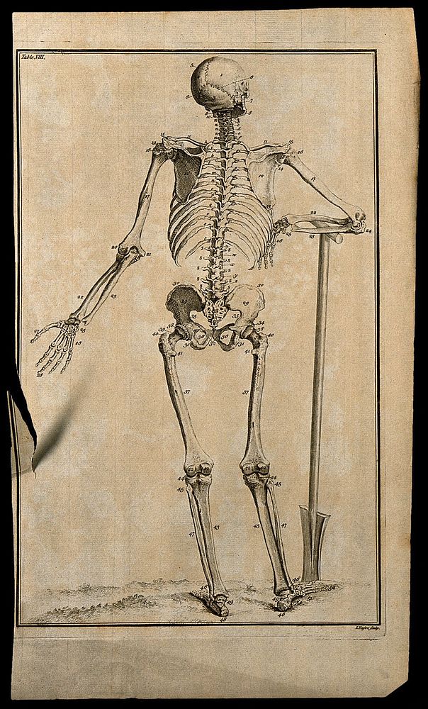 A human skeleton, seen from the back, resting the bones of its right forearm on a spade handle, after Vesalius. Etching by…