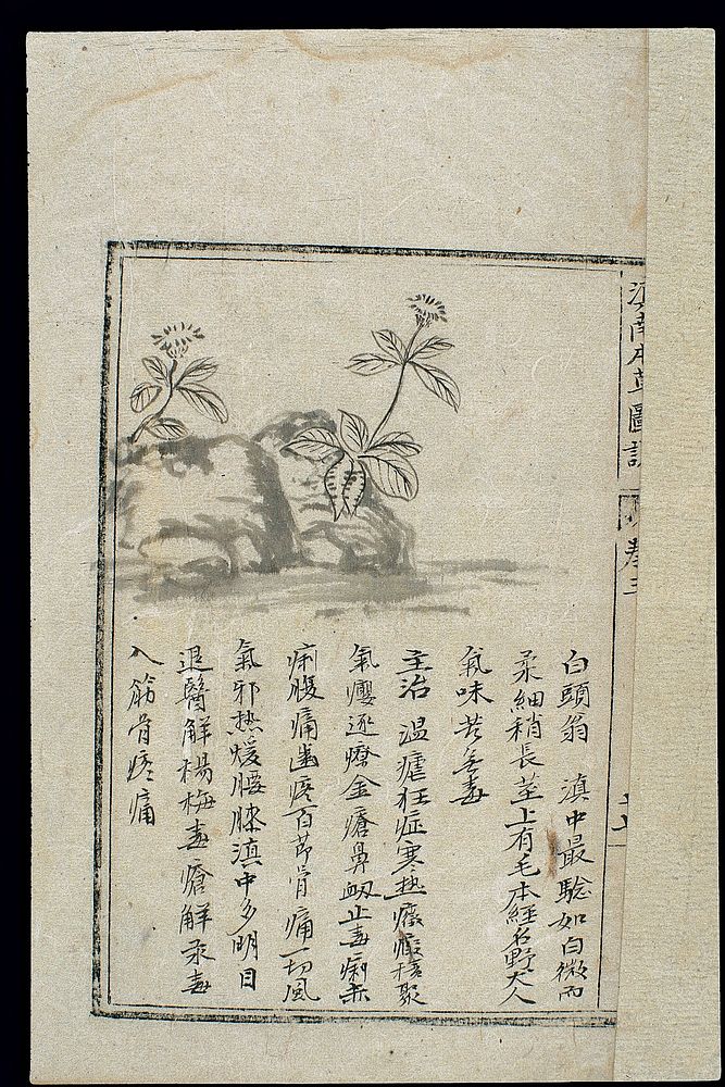 Ming herbal (painting): Chinese pulsatilla [root]