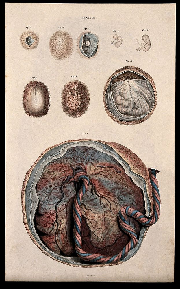 Dissections showing the development of the foetus, from embryo to the latter stages of pregnancy: Nine figures, including an…