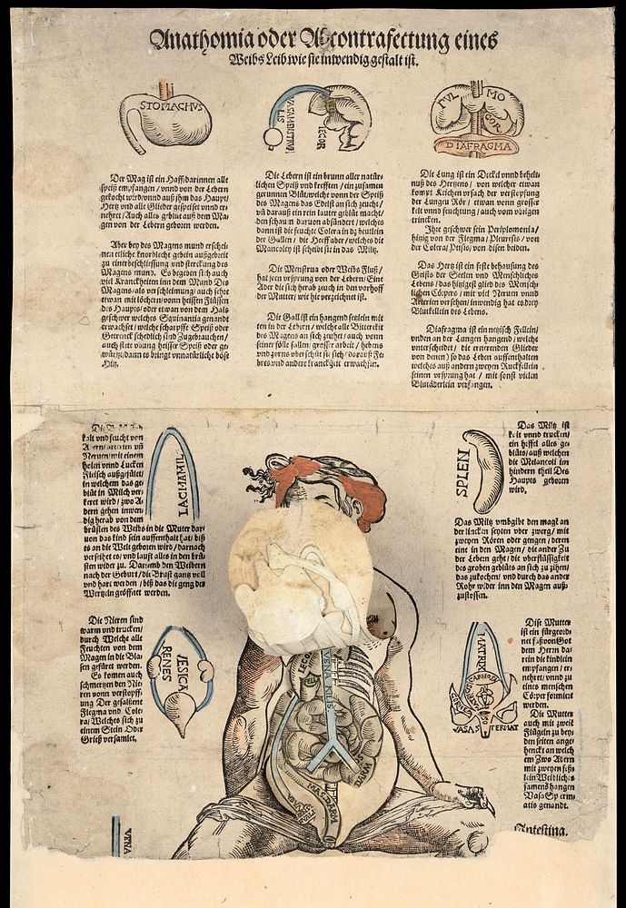 Anatomical fugitive sheets