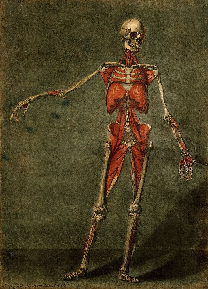 The muscles of the human body, fourth layer, seen from the front. Colour mezzotint by A. E. Gautier d'Agoty after himself…
