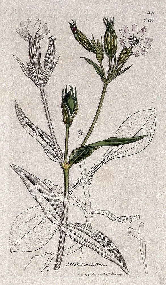 Night-flowering catchfly (Silene noctiflorum): flowering stem and floral segments. Coloured engraving after J. Sowerby, 1795.