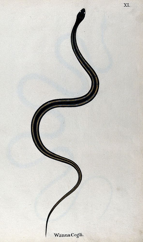 A snake, dark brown in colour, with black cross-bands and two yellow lines running along the length of the back.…