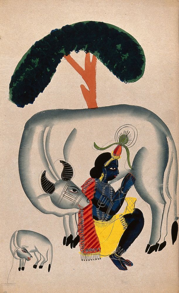 Krishna milking a cow while the calf looks. Watercolour drawing.