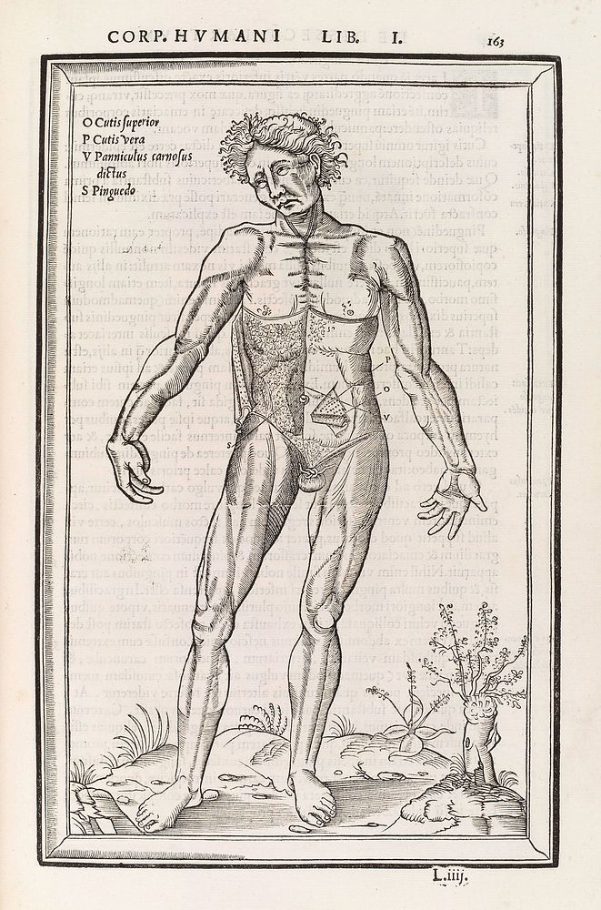 Anatomical figure dipicting several layers of the skin