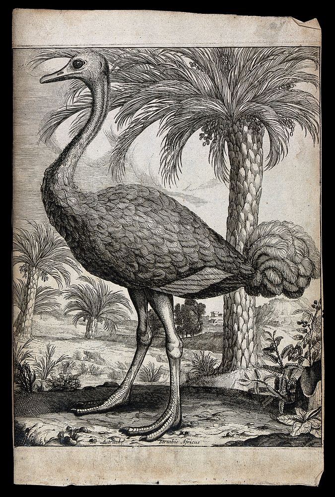 An ostrich. Engraving.