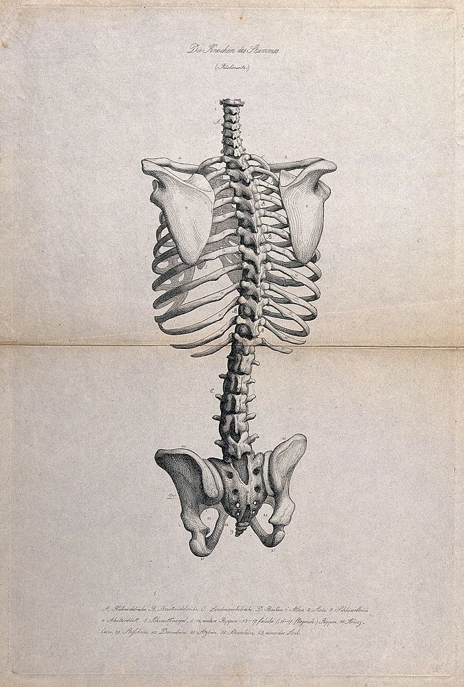 Skeleton: illustration of the pelvis, spine and ribcage, seen from behind. Etching, ca. 1871.