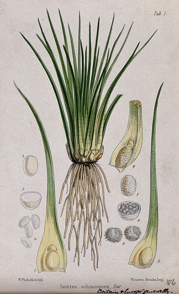 Quillwort (Isoetes echinospora): entire plant with spores and floral segments. Coloured lithograph by W. Fitch, c. 1863…