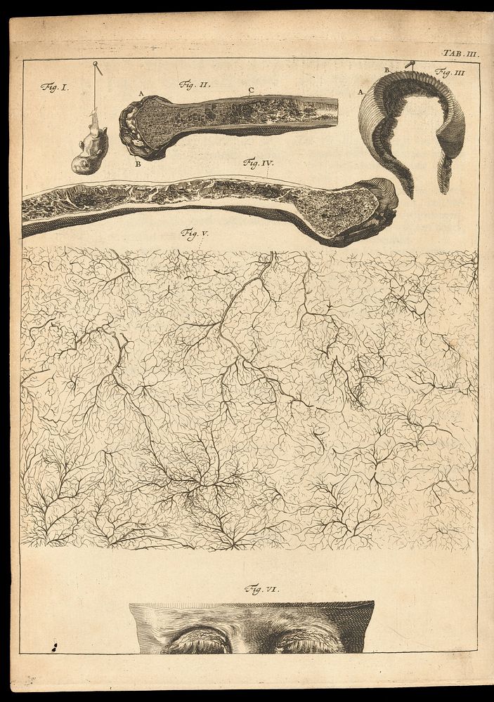 Thesaurus anatomicus primus [-decimus] .... Het eerste [-tiende] anatomisch cabinet / [Frederik Ruysch].
