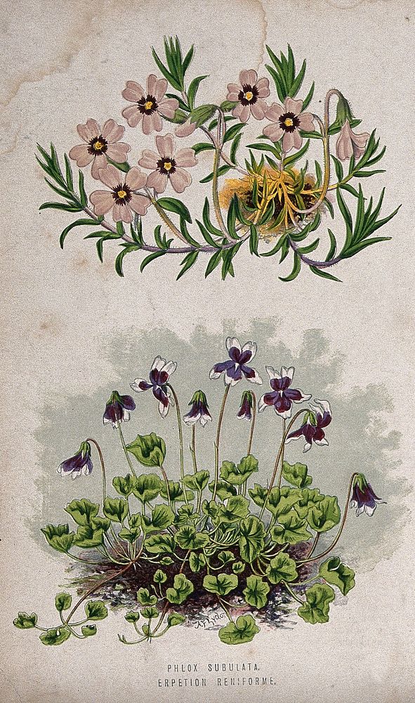 Two flowering plants: a phlox (Phlox subulata) above a violet (Viola hederacea) Chromolithograph, c. 1870, after A. F. Lydon.
