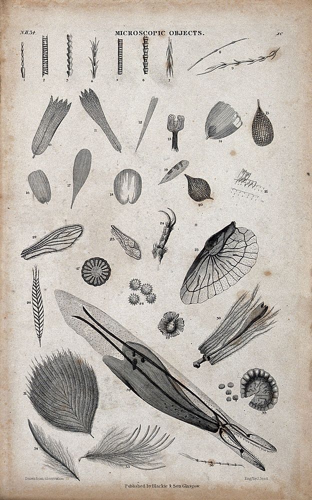 Table with thirty-six microscopic objects. Engraving by J. Scott.