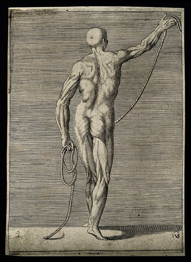An écorché figure seen from the back, holding a length of rope. Engraving by G. Bonasone, 155-.