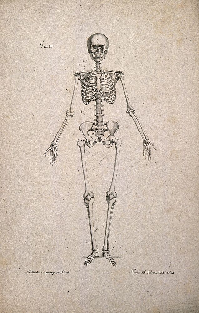 Skeleton, front view. Lithograph by Battistelli after C. Squanquerillo, 1836.