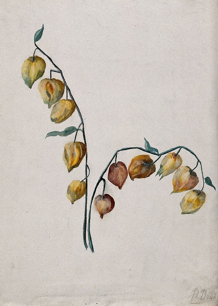 Chinese lantern (Physalis alkekengi): fruiting stem. Watercolour by B. Bird.