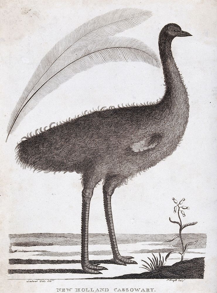 A New Holland cassowary and two enlarged feathers. Etching by P. Mazell after Lt. Watts.