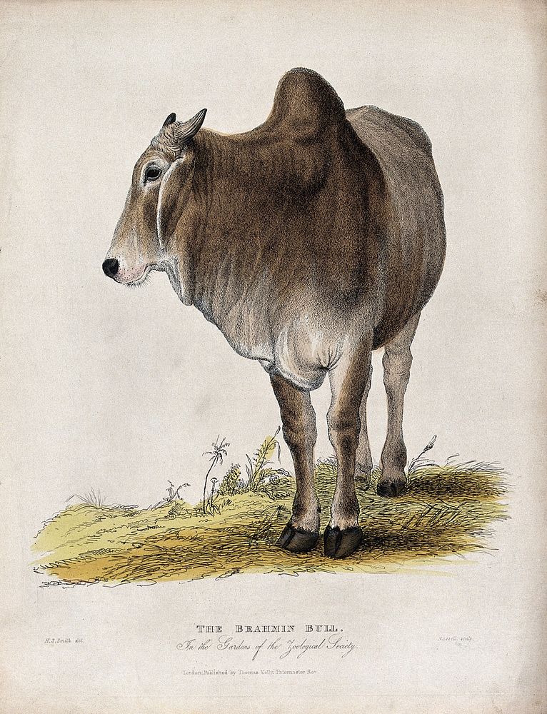 Zoological Society of London: a Brahmin bull. Coloured etching by J. Russell after H.S. Smith.