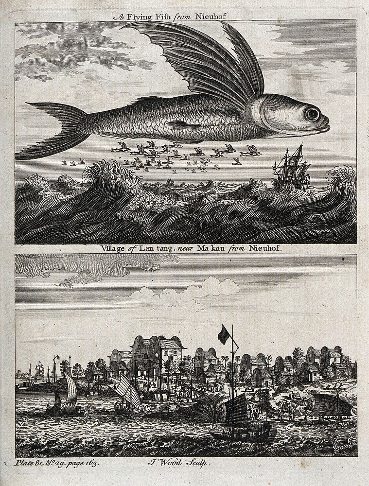 Above, a flying fish hovering over the sea; below, a Chinese village sea-port. Etching by J. Wood.