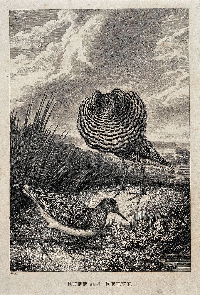 A ruff and a reeve (male and female wading bird) (Philomachus pugnax) on the shore of a river. Etching by W. S. Howitt.