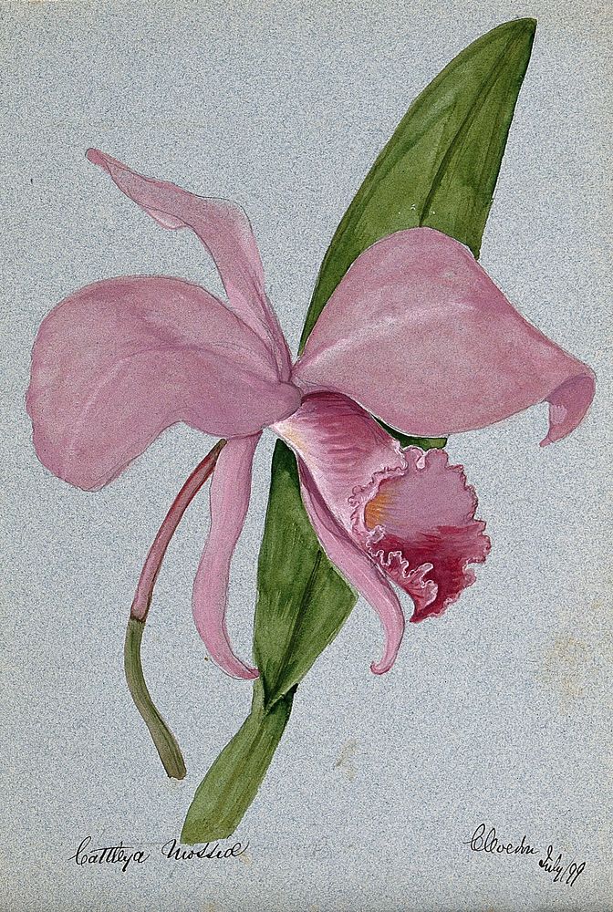 An orchid (Cattleya mossiae): flower and leaf. Watercolour, 1899.