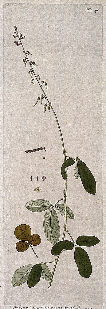 Japanese clover (Lespedeza sp.): flowering and fruiting stem with separate leaf, flower, fruit and seed. Coloured engraving…