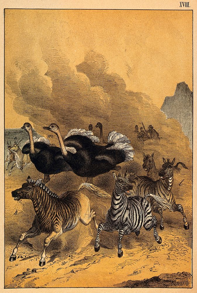 Zebras and ostriches are being chased by cowboys, leaving a large cloud of dust behind them. Colour lithograph.