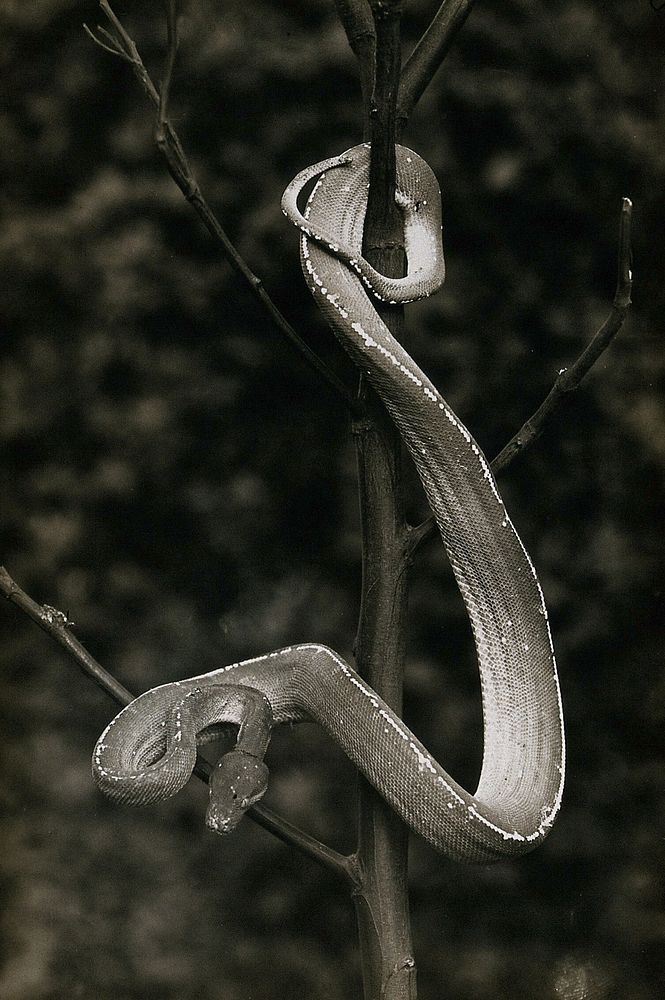 Green tree snake (Chondropython viridis), coiled around a tree. Photograph, 1900/1920.