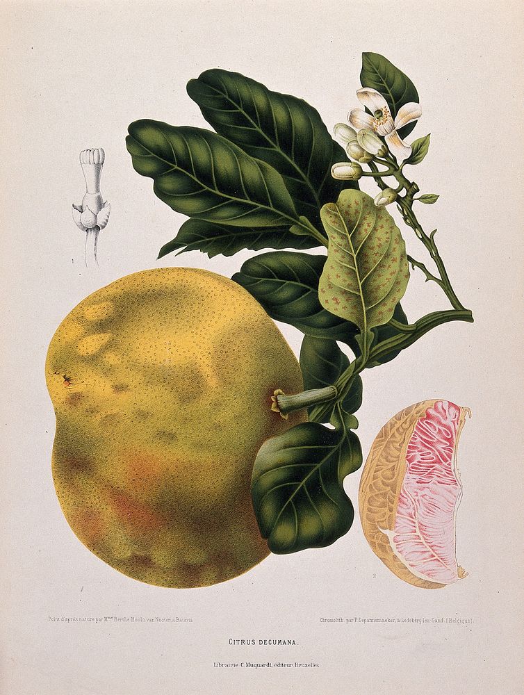 Pummelo or Pamplemousse (Citrus maxima (Burm.) Merr.): flowering and fruiting branch with numbered fruit segment and flower…
