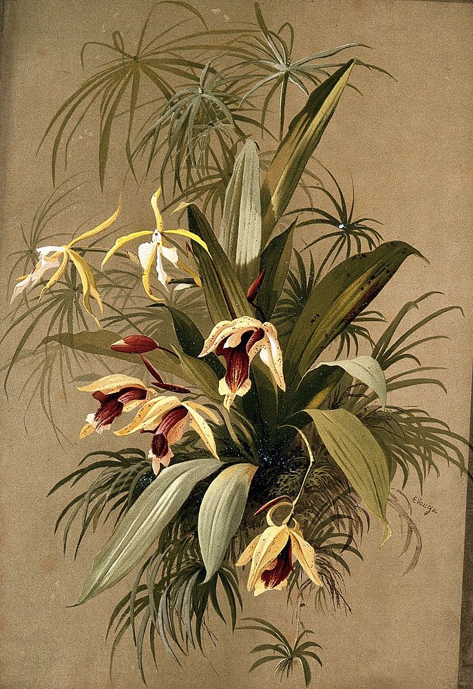 A species of orchid: flowering plant with traces of surrounding vegetation. Chromolithograph by E.Vouga, c.1883, after…