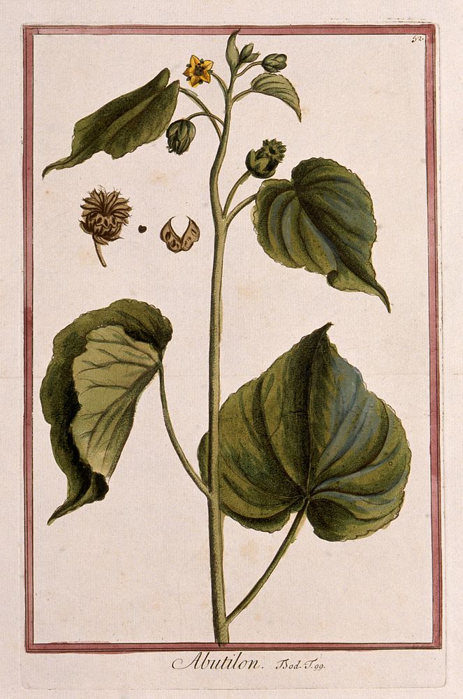 A mallow plant (Abutilon sp.): flowering and fruiting plant with separate fruit and seed. Coloured etching by M. Bouchard…