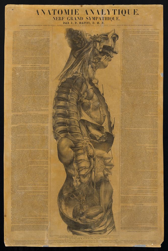 Anatomie analytique : nerf grand sympathique / par J.P. Manec.