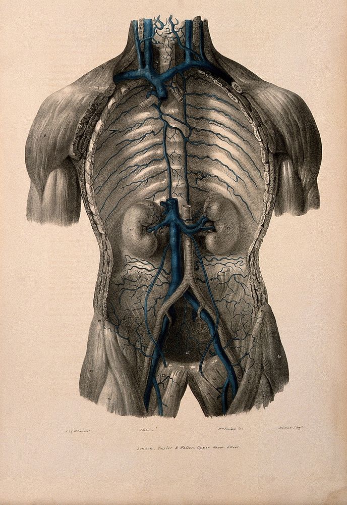 Dissection of the thorax showing the vena cava and azygos vein. Coloured lithograph by William Fairland, 1837, after J.…