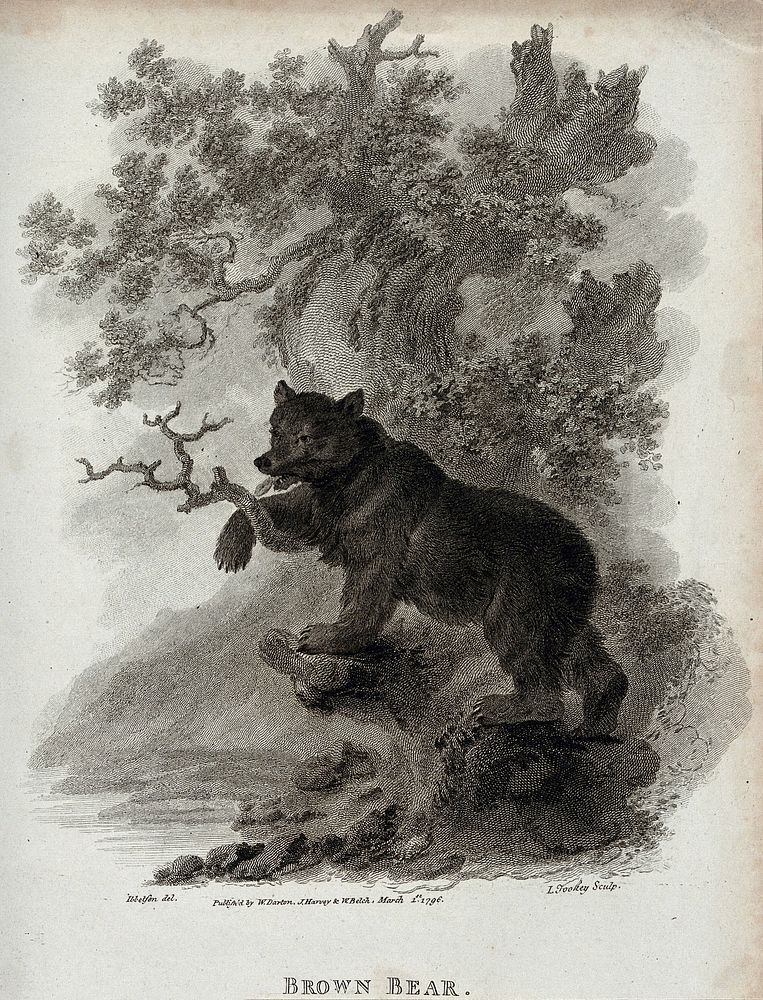 A brown bear climbing up a tree. Etching by J. Tookey after J. C. Ibbetson.