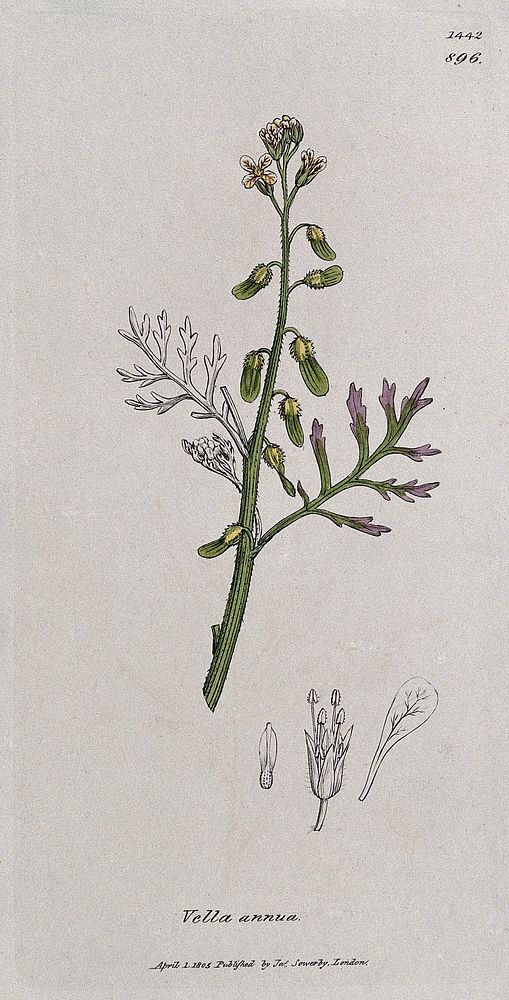 A plant (Vella annua): flowering stem and floral segments. Coloured engraving after J. Sowerby, 1805.