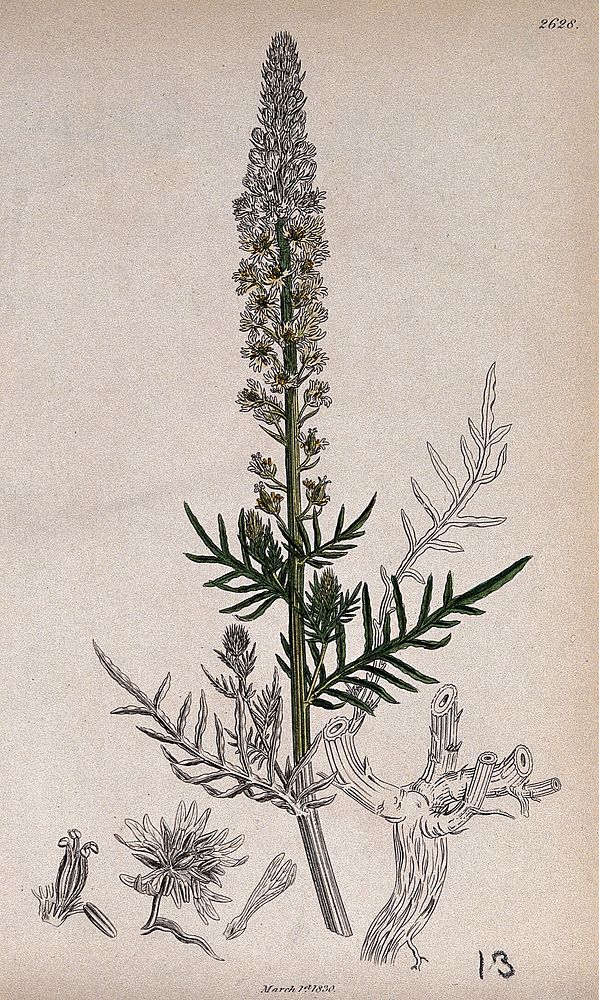 A plant (Reseda fruticulosa) related to wild mignonette: flowering stem with floral segments. Coloured engraving, c. 1830…