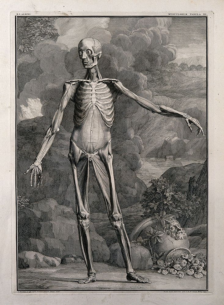 An écorché figure, front view, with left arm extended, showing the third order of muscles. Line engraving by J. Wandelaar…