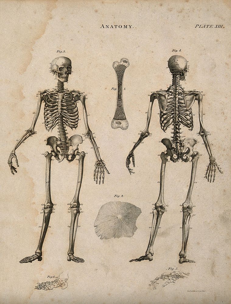 Bones: six figures, including skeleton seen from front and back, cross section and surface of a bone, and a hand and foot.…