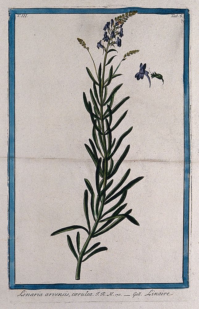 Toadflax (Linaria arvensis): flowering stem with separate floral sections. Coloured etching by M. Bouchard, 1775.