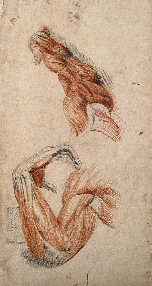 Muscles of the arm and hand: two studies of écorché arms, one bent at the elbow, the other outstretched. Red chalk drawing…