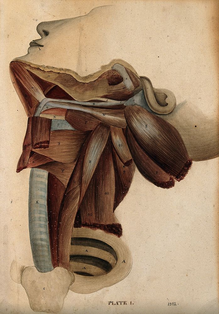 Dissection of the neck. Watercolour, 18--.