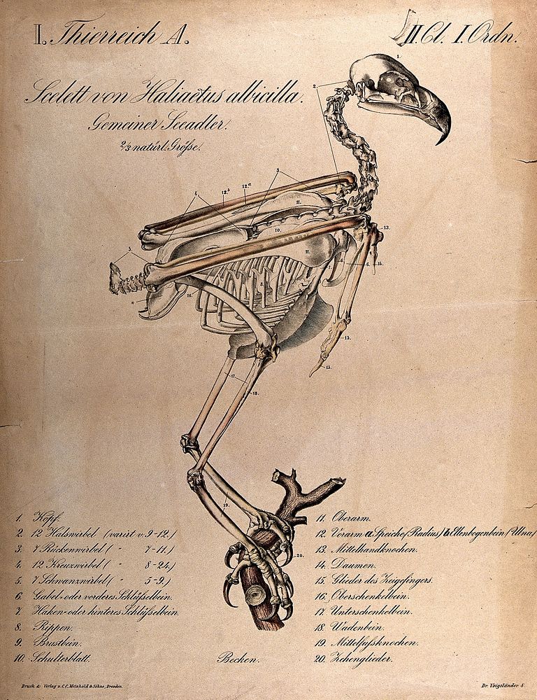 Skeleton of a white-tailed eagle. Chromolithograph, 1870.